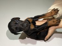 Anne baba şecereli doberman yavrularımız