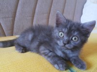 2 aylık British longhair