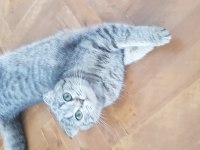 güzel kızımızı vermek zorundayım scottish fold
