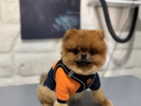 ŞECERELİ A+ Kalite TEDDY BEAR Erkek Çok Acil Son