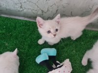 Pamuk Çocuk Kedilerim