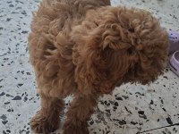 Toy poodle köpeği