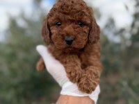 Dişi Toy Poodle Gerçek Kalite İsteyene