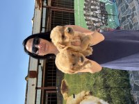 Golden retriever yavrularım sağlık ve ırk garantilidir