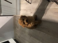 4 aylık poodle