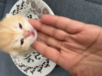 British Shorthair Gold Paşam Buyuyor