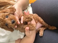 2 aylık toy poodle