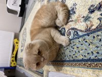 Çok yakışıklı scottish fold