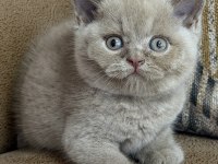 Orjinal british shorthair fawn erkek