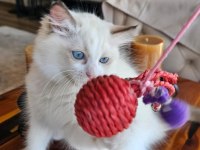 Şecereli Anne ve Babadan Bicolor Ragdoll Yavrularımız