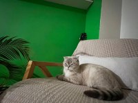 Scottish Fold İki Kedimiz