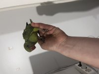 Yeme düşmüş evcil pakistan papağanı