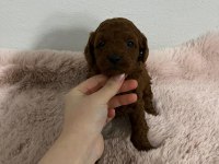 Toy poodle bebek köpekler