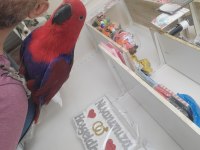 Dişi ve erkek eclectus papağanı