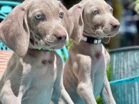 show kalite weimaraner yavrular