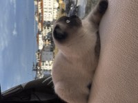 Scottish fold kısır değildir