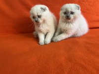 ORJİNAL TAM KAPALI KULAK TOP KAFA BLUE SCOTTİSH FOLD