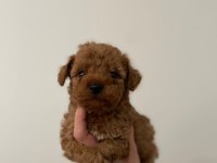 Oyuncak surat poodle yavrular