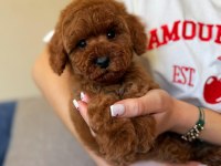 Toy poodle 3 aylık erkek yavrumuz