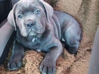 Dev Cane Corso Yavrular