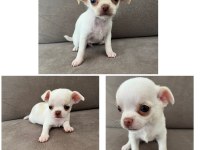 Yavru Chihuahua Köpekler