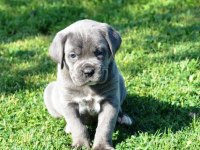PREMİUM CANE CORSO YAVRULARI