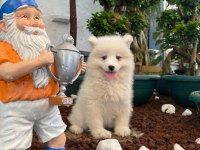 Burkemden A kan samoyed yavruları