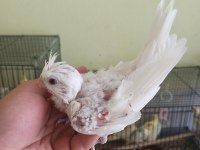 Ele Yatkın Sultan Papağanı Yavruları Damızlıklar