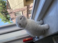 2 buçuk aylık yavru scottish fold kedim badem