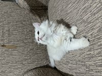 British longhair 60 günlük
