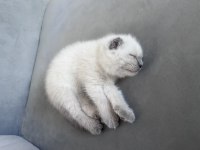 Sahiplendirilecek scottish fold kedisi