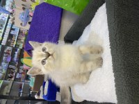 British shorthair erkek yavru