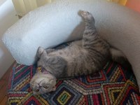 Scottish Fold Luna Kızımıza Yuva Arıyoruz