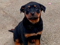 Sahibinden koca kafa orjinal rottweiler