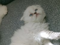 Mavi gözlü british longhair bebeğim
