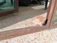 1 bucuk aylık sarman Erkek