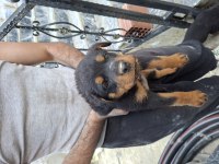 SON YAVRU KÖPEĞİMİZ