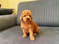 Toy Poodle Red Brown Yavrular
