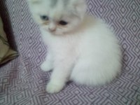Scottish fold yavru