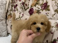 MİNİ BOY MALTİPOO