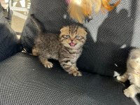 Dişi erkek scottish fold