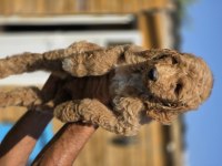 Labradoodle yavrularımız