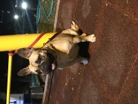 SAFKAN YETİŞKİN DİŞİ FRENCH BULLDOG