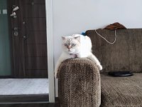 3 yaşında ki scottish fold kızıma sıcak bir yuva