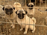 İki dişi ve bir erkek pug