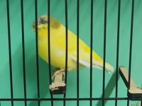 TOPLU GLOSTER TAKIMLAR VASIFLI KUŞLAR