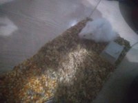 Kar beyaz hamster