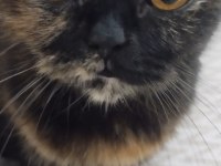 1 yaşında british longhair kısır değildir