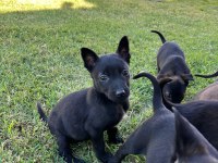 Safkan malinois yavrularımız
