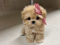 Maltipoo Barbie Bebeğim